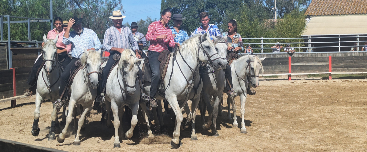 Camargue 2026 Carmargue 2026