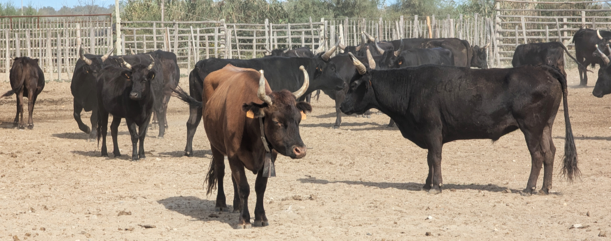 Camargue 2026 Carmargue 2026