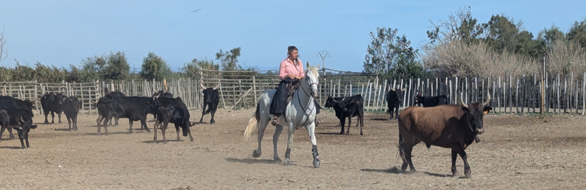 Camargue 2026 Carmargue 2026